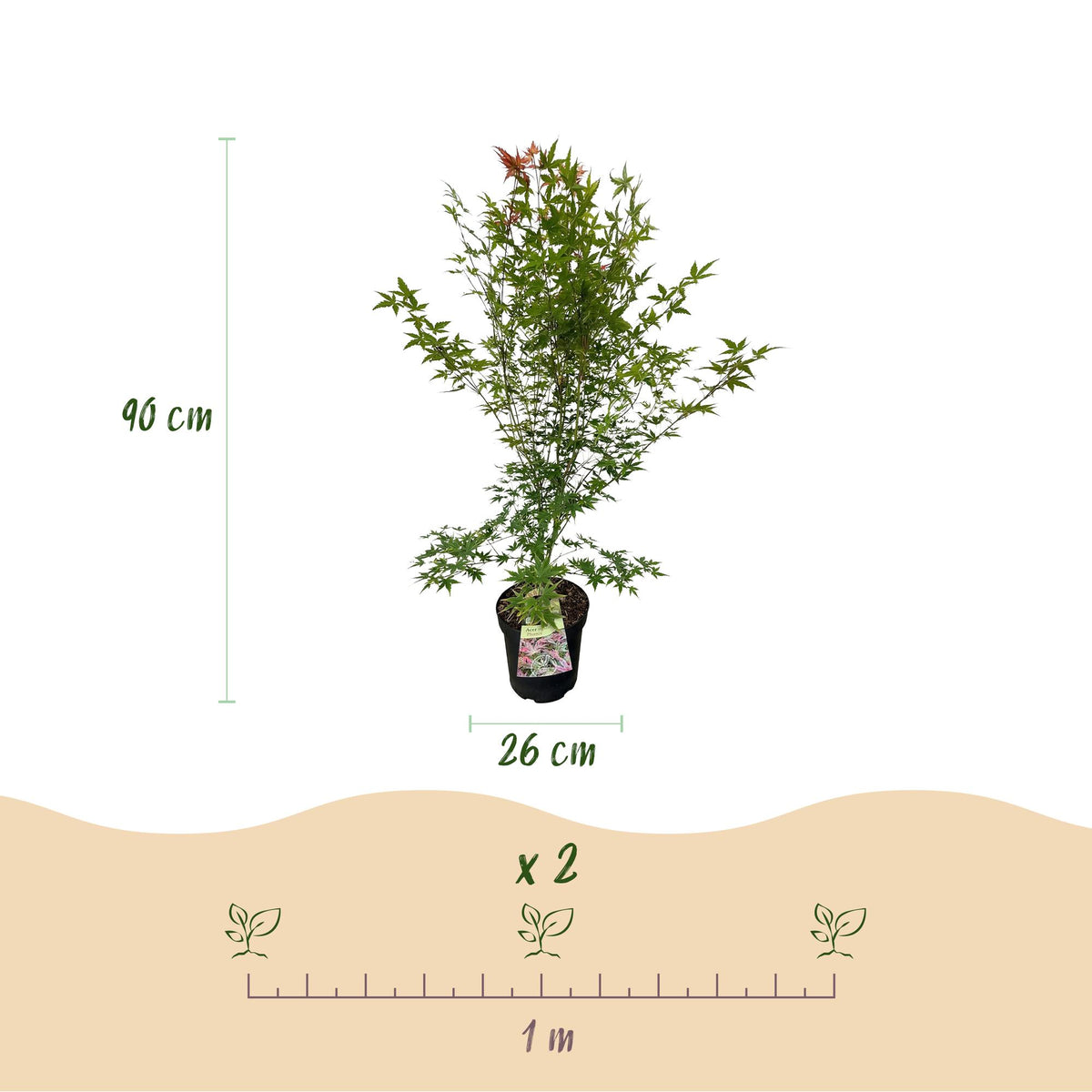 Green boutiQ - Plante de jardin - Acer palmatum Phoenix - Érable du Japon - Caduc - Vert - Rouge - 1 - Pot 26cm - Hauteur 90cm