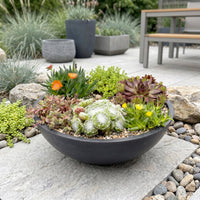 6x - Alpine mix - Ø7cm - ↕10-12cm