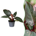 Philodendron Pink Princess - Pink Princess Philodendron - Green - Pink - Tropical - Ø6cm - ↕12cm