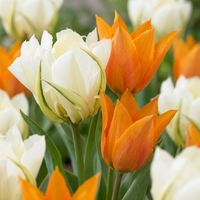 60x Tulipa Sunbath - Tulp Sunbath - Geel en Wit - Voorjaarsbloeier - Bolmaat 11/12
