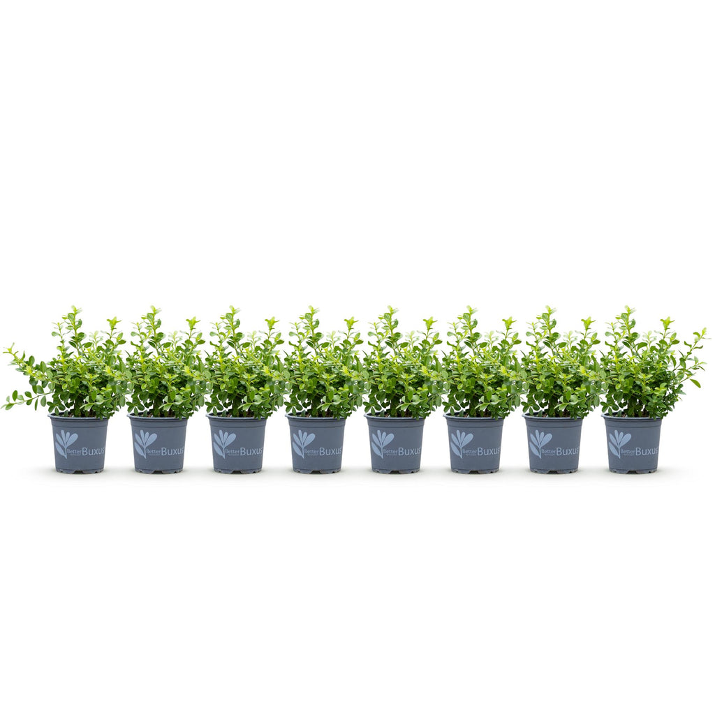 Green boutiQ - Haie de buis - BetterBuxus Babylon Beauty - Résistant à la maladie du buis - 8 plantes - 1 mètre linéaire - pot 9cm hauteur 20-25
