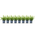 Green boutiQ - Haie de buis - BetterBuxus Babylon Beauty - Résistant à la maladie du buis - 8 plantes - 1 mètre linéaire - pot 9cm hauteur 20-25