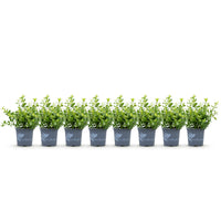 Green boutiQ - Buxus Haag - BetterBuxus Babylon Beauty - Resistant tegen de Buxus schimmel - 8 planten - 1 strekkende meter - pot 9cm hoogte 20-25