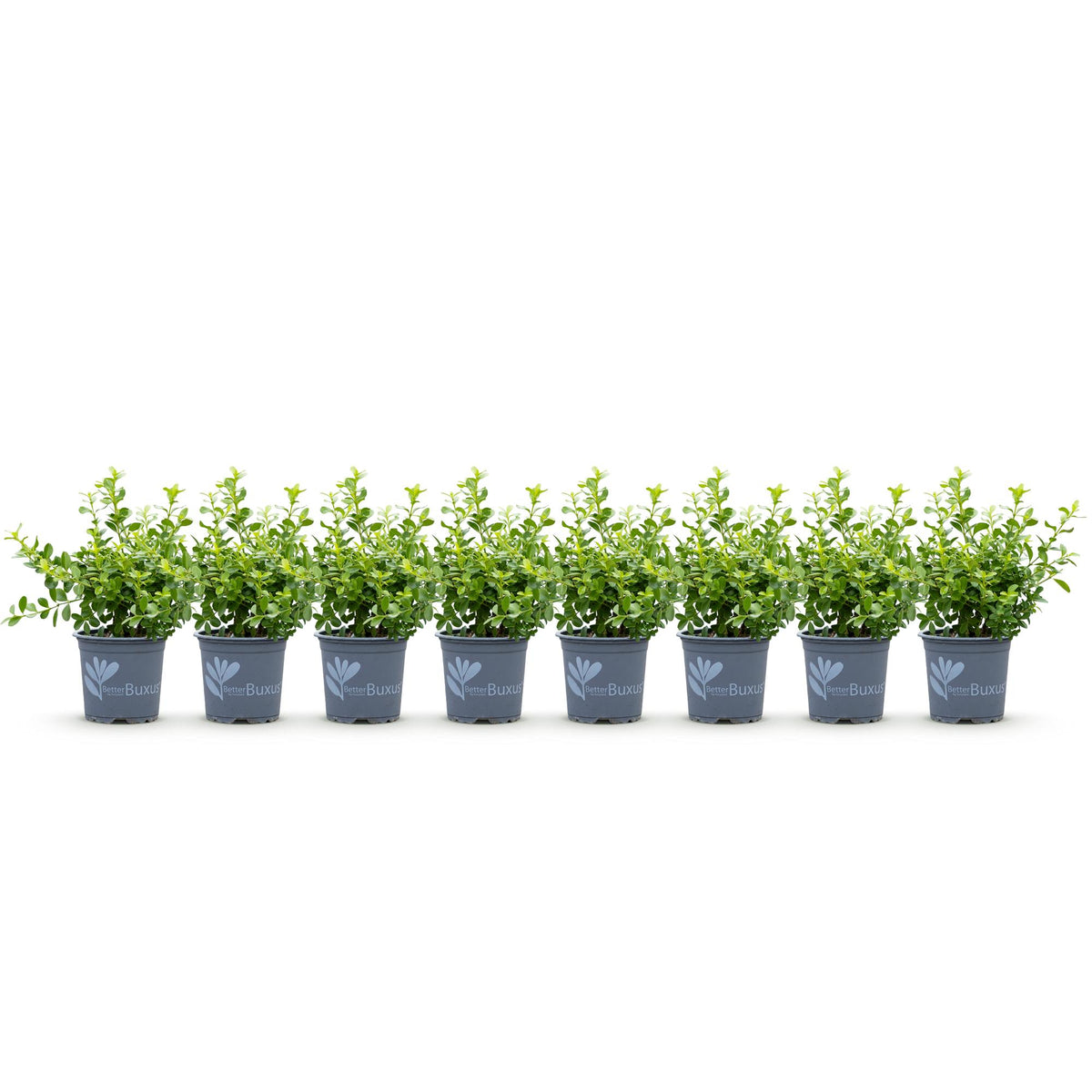 Green boutiQ - Haie de buis - BetterBuxus Babylon Beauty - Résistant à la maladie du buis - 8 plantes - 1 mètre linéaire - pot 9cm hauteur 20-25
