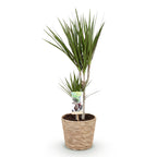 Green BoutiQ - Le vert est... Plantes d'intérieur - Dracaena Marginata - Dragonnier - Peu d'entretien - avec panier - Vert - 1 Plante - Pot 17cm - Hauteur 70-80cm