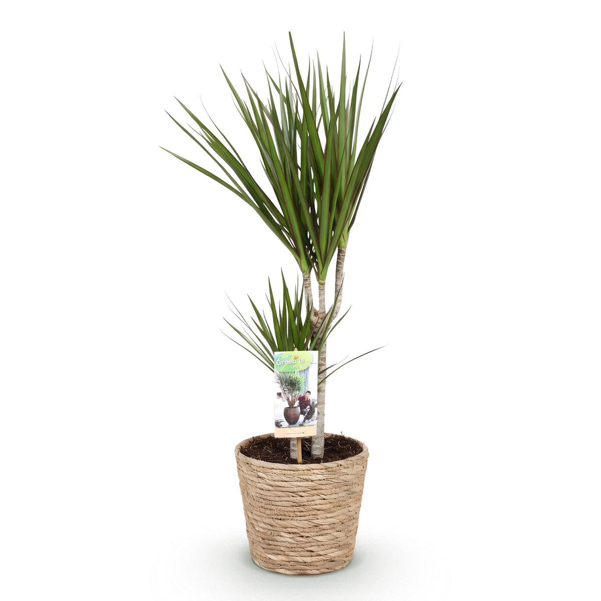 Green BoutiQ - Le vert est... Plantes d'intérieur - Dracaena Marginata - Dragonnier - Peu d'entretien - avec panier - Vert - 1 Plante - Pot 17cm - Hauteur 70-80cm