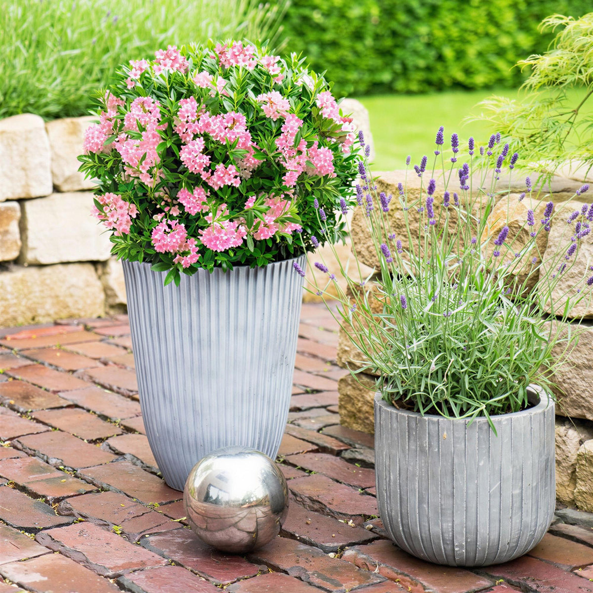 Green boutiQ - Rhododendron nain - Rhododendron Bloombux Magenta - Buis fleuri - Peu d'entretien - Fleur rose - 6 plantes - Pot 17cm - Hauteur 30-40cm