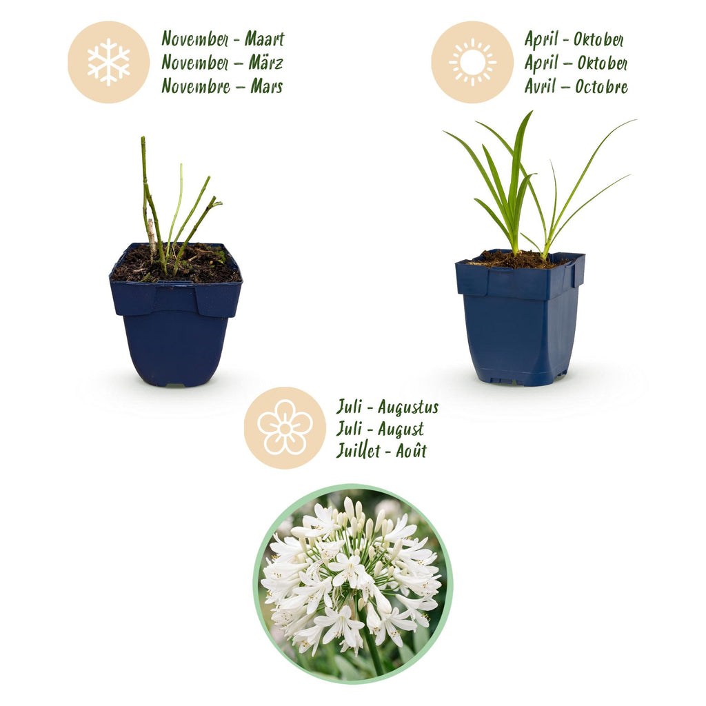 Green boutiQ - Stauden - Agapanthus africanus Albus - Afrikanische Schmucklilie - Bienen- und Schmetterlingsmagnet - Weiß - 12 Pflanzen - Topf 11cm - Höhe 15-25cm