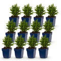 Green boutiQ - Stauden - Aster (D) Schneekissen - Strand-Aster - Bienen- und Schmetterlingsmagnet - Weiß - 12 Pflanzen - Topf 11cm - Höhe 15-25cm