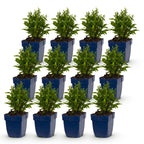 Green boutiQ - Stauden - Aster (D) Schneekissen - Strand-Aster - Bienen- und Schmetterlingsmagnet - Weiß - 12 Pflanzen - Topf 11cm - Höhe 15-25cm