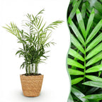 Green boutiQ - Zimmerpflanze - Chamaedorea elegans - Bergpalme - Haustierfreundliche Pflanze - Grün - 1 Pflanze - mit Korb - Topf 12cm - Höhe 15cm