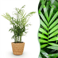 Green boutiQ - Kamerplant - Chamaedorea elegans - Goudpalm - Huisdiervriendelijke Plant - Groen - 1 Plant - met Mand - Pot 12cm - Hoogte 15cm