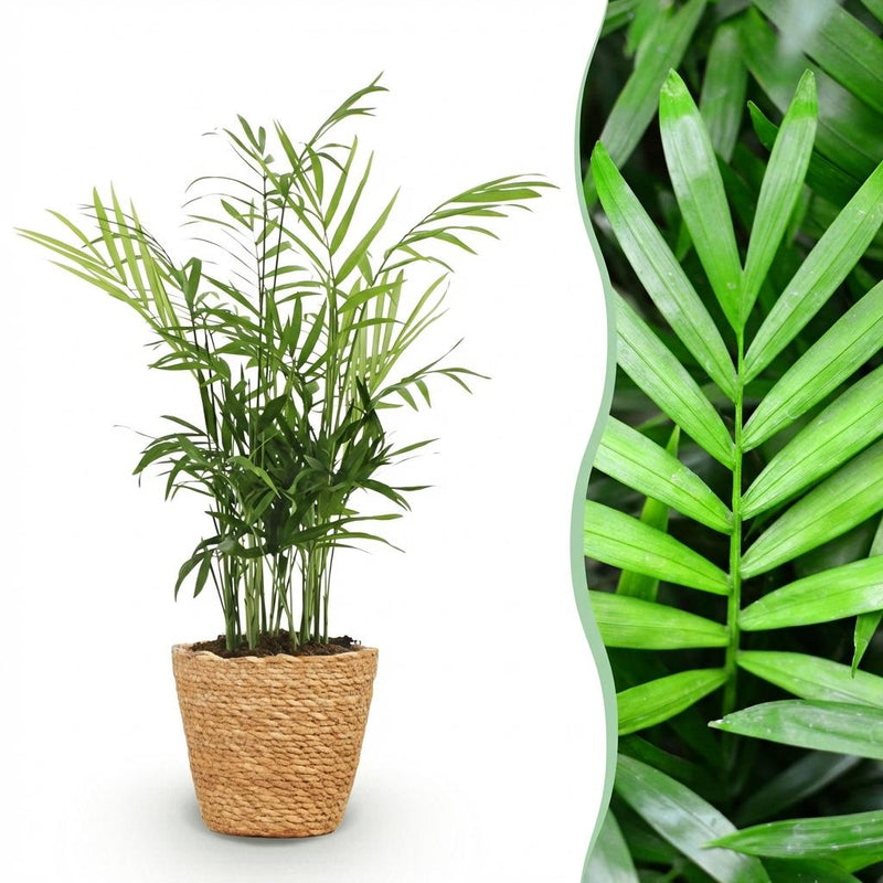 Green boutiQ - Kamerplant - Chamaedorea elegans - Goudpalm - Huisdiervriendelijke Plant - Groen - 1 Plant - met Mand - Pot 12cm - Hoogte 15cm