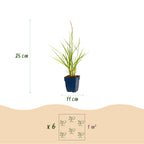 Green boutiQ - Gräser - Pennisetum or. Fairy Tales - Lampenputzergras - Mit Blütenstand - Grün - 12 Pflanzen - Topf 11cm - Höhe 15-25cm