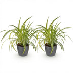 Green boutiQ - Zimmerpflanze - Chlorophytum comosum Variegatum - Bunte Grünlilie - Haustierfreundliche Pflanze - Grün - 2 Pflanzen - mit Topf Grau - Topf 12cm - Höhe 20cm