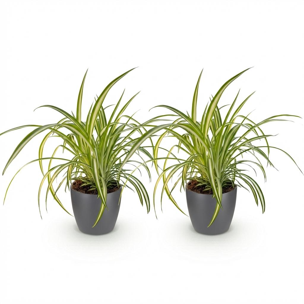 Green boutiQ - Zimmerpflanze - Chlorophytum comosum Variegatum - Bunte Grünlilie - Haustierfreundliche Pflanze - Grün - 2 Pflanzen - mit Topf Grau - Topf 12cm - Höhe 20cm
