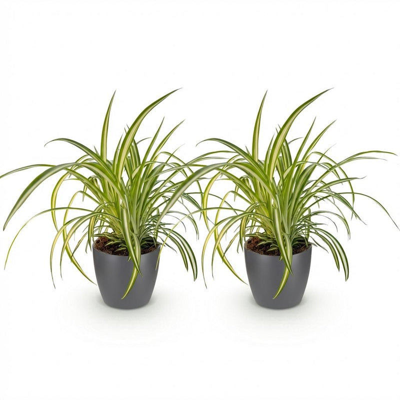 Green boutiQ - Kamerplant - Chlorophytum comosum Variegatum - Bonte Graslelie - Huisdiervriendelijke Plant - Groen - 2 Planten - met Potter Grijs - Pot 12cm - Hoogte 20cm