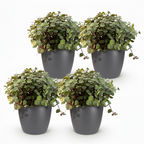 Green boutiQ - Plante d'intérieur - Callisia repens - Herbe à chat - Sans danger pour les animaux - Vert - 4 plantes - avec pot gris - Pot 12 cm - Hauteur 17-20 cm