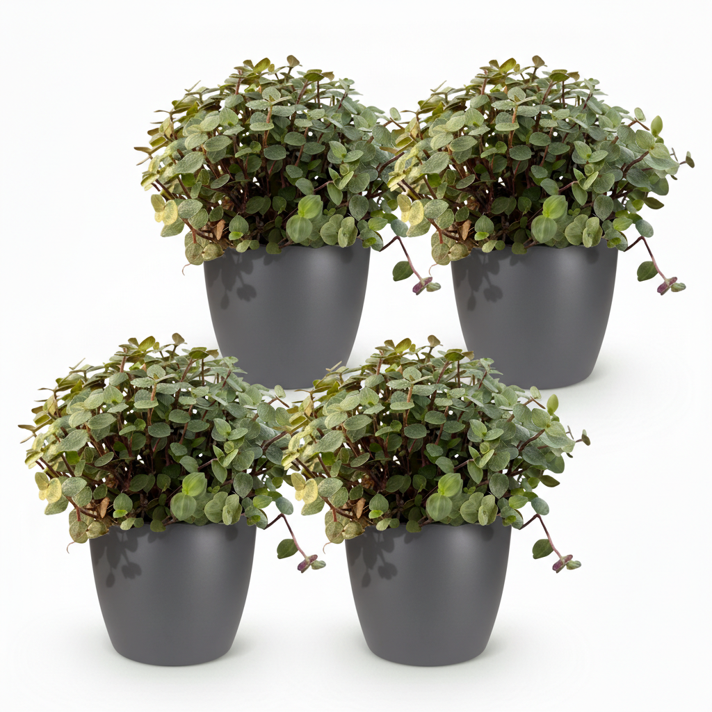 Green boutiQ - Plante d'intérieur - Callisia repens - Herbe à chat - Sans danger pour les animaux - Vert - 4 plantes - avec pot gris - Pot 12 cm - Hauteur 17-20 cm