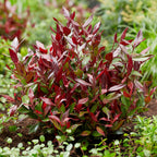 Green boutiQ - Plante de jardin - Leucothoe Little Flame - Rouge - 1 Plante - Persistant - Peu d'entretien - Pot 17cm Hauteur 40cm