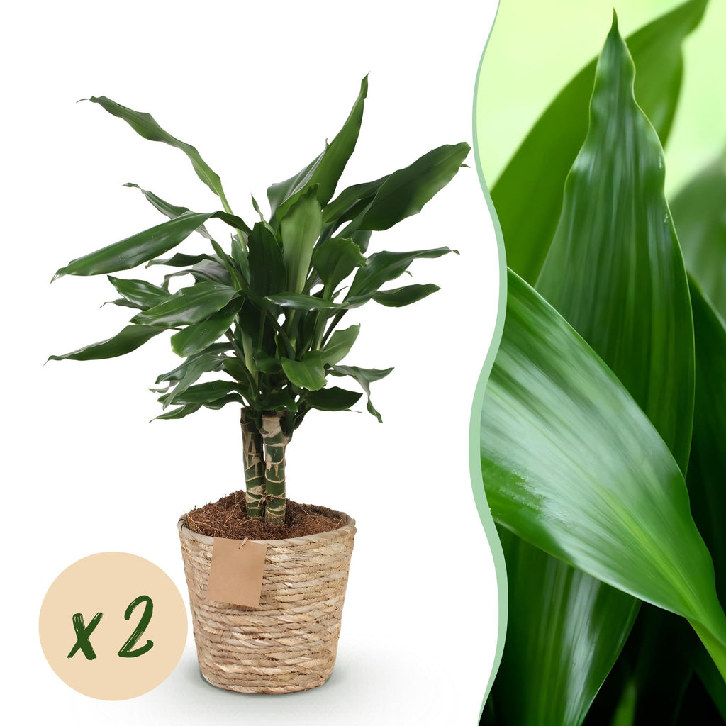Green BoutiQ - Green is... Plantes d'intérieur - Dracaena fragrans Steudneri - Dragonnier - Peu d'entretien - avec panier - Vert - 2 Plantes - Pot 17cm - Hauteur 50-55cm