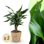Green BoutiQ - Green is... Plantes d'intérieur - Dracaena fragrans Steudneri - Dragonnier - Peu d'entretien - avec panier - Vert - 2 Plantes - Pot 17cm - Hauteur 50-55cm