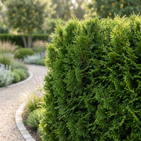 Green boutiQ - 40x Thuja occidentalis Smaragd - Levensboom - Haagplanten - Groenblijvend - Groen - Pot 9cm - Hoogte 20-30cm