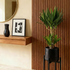 Green boutiQ - Plante d'intérieur - Yucca elephantipes - Yucca - Peu d'entretien - Vert - 1 - Pot 17cm - Hauteur 75cm