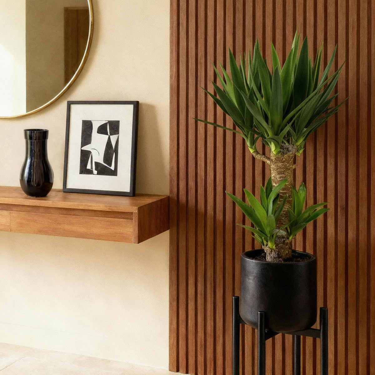 Green boutiQ - Plante d'intérieur - Yucca elephantipes - Yucca - Peu d'entretien - Vert - 1 - Pot 17cm - Hauteur 75cm