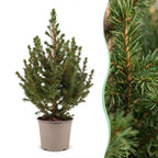 4x Picea glauca Conica - Dwarf Alberta Spruce - Green - Christmas tree - Ø13cm - ↕45cm