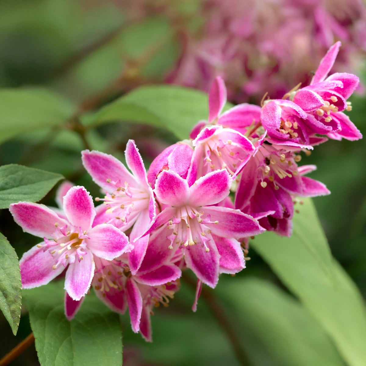 Green boutiQ - Arbustes - Deutzia hybrida Strawberry Fields - Fleur rose - 1 plante - Caduc - Entretien facile - Pot 17cm Hauteur 45cm