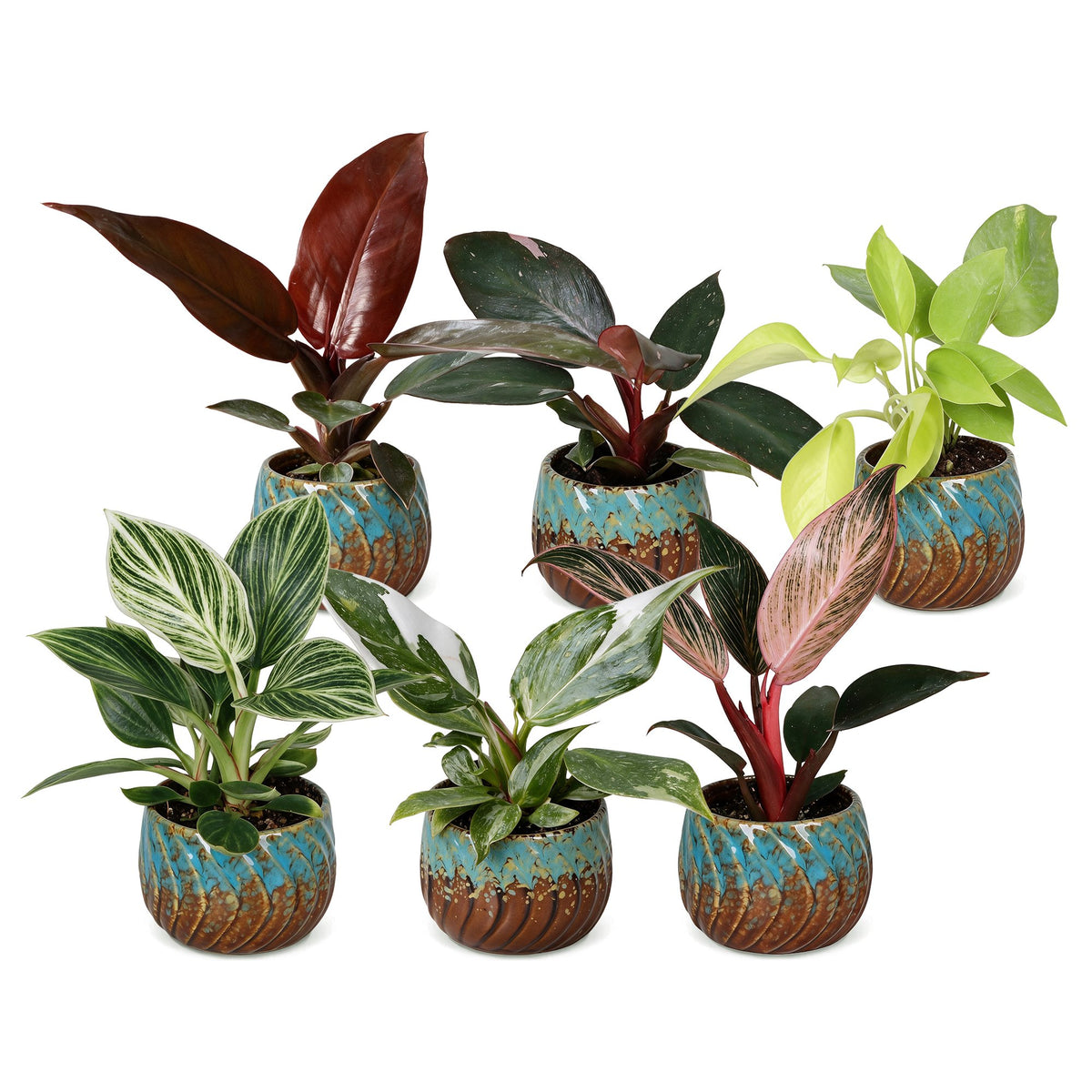 6x Baby Philodendron Family - White - Pink - Yellow - Green - Red - Tropical - incl. Copper Reef - Ø6cm - ↕10-15cm