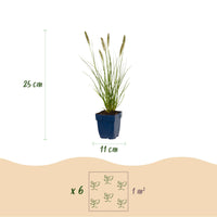 Green boutiQ - Grasses - Pennisetum alop. Hameln - Fountain Grass - With Plume - Green - 6 Plants - Pot 11cm - Height 15-25cm