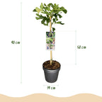 Green boutiQ - Plante sur tige - Ficus carica Brown Turkey - Plante de terrasse - Caduc - Rustique - Fruit vert - Pot 19cm Hauteur 90cm