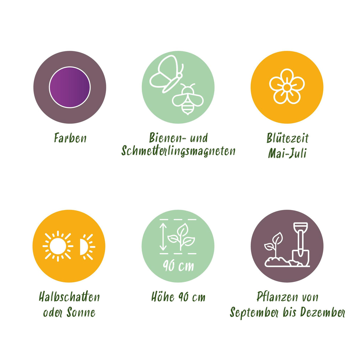 Green boutiQ - Bloembollen - Allium Purple Rain - Kleur Paars - 40 stuks - Bolmaat 10/12