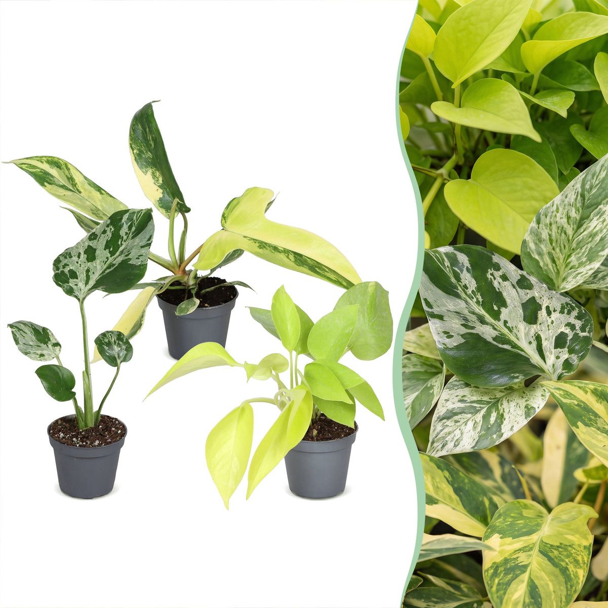 3x Baby Tropical Mix - Various colours - Tropical - Ø6cm - ↕10-15cm