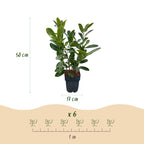 Green boutiQ - Heckenpflanzen - Prunus laurocerasus Rotundifolia - Blatt grün - 6 Pflanzen - 1 laufender Meter - immergrün - Topf 17cm Höhe 50cm
