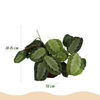 Green boutiQ - Kamerplant - Maranta Fascinator Silverband - Gebedsplant - Huisdiervriendelijke Plant - Groen - 1 Plant - met Potter Wit - Pot 12cm - Hoogte 25cm