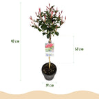 Green boutiQ - Plante sur tige - Photinia fraseri Carre Rouge - Plante de terrasse - Persistant - Rustique - Feuillage vert-rouge - Pot 19cm Hauteur 90cm