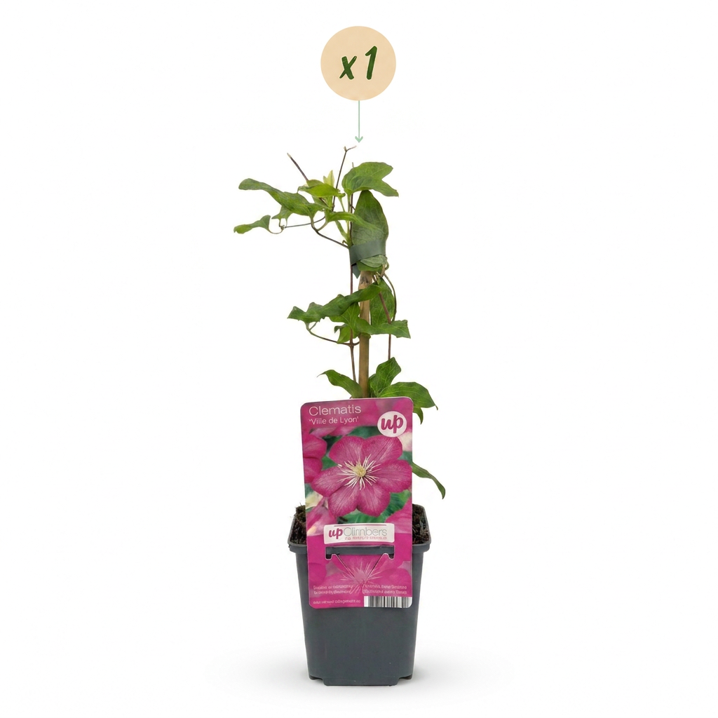 Clematis Ville de Lyon - Bosrank Ville de Lyon - Rood - Klimplant - Ø9cm - ↕35cm