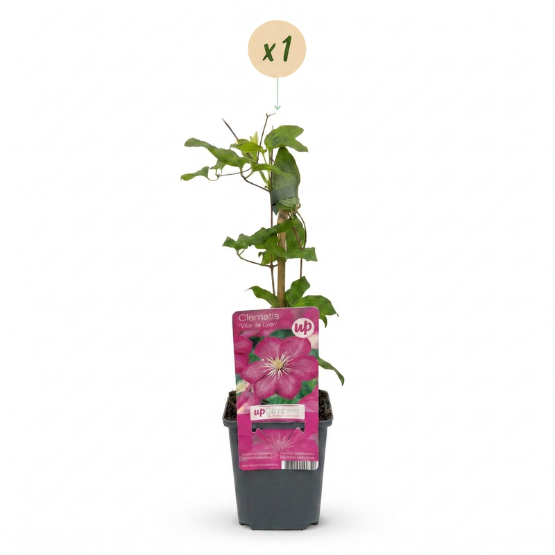 Clematis Ville de Lyon - Bosrank Ville de Lyon - Rood - Klimplant - Ø9cm - ↕35cm