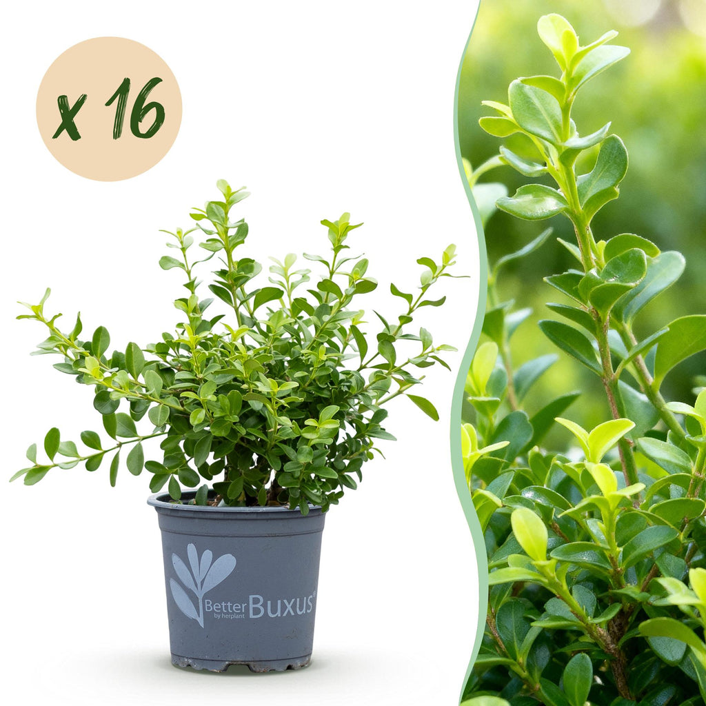 Green boutiQ - Haie de buis - BetterBuxus Babylon Beauty - Résistant au dépérissement du buis - 16 plantes - 2 mètres linéaires - pot 9 cm hauteur 20-25