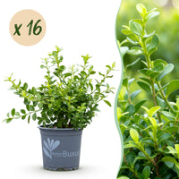 Green boutiQ - Buxus Haag - BetterBuxus Babylon Beauty - Resistant tegen de Buxus schimmel - 16 planten - 2 strekkende meter - pot 9cm hoogte 20-25