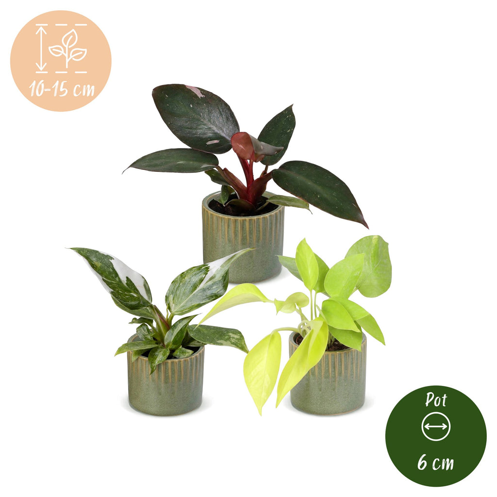 3x Baby Philodendron Tricolour - White - Pink - Yellow - Green - Tropical - incl. Linnea Olive - Ø6cm - ↕10-15cm
