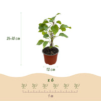Green boutiQ - Tuinplant - Hydrangea arborescens Annabelle - Pluimhortensia - Winterhard - Wit - 3 Planten - Pot 12cm - Hoogte Hoogte 20-30cm