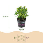 Green boutiQ - Zwerg-Rhododendron - Rhododendron Bloombux Light Pink - Blühender Buchsbaum - Pflegeleicht - Hellrosa Blüte - 3 Pflanzen - Topf 10,5cm - Höhe 20-25cm