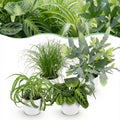 Green boutiQ - Zimmerpflanze - Chlorophytum - Cyperus - Phlebodium - Marantha - 4er-Set - Haustierfreundliche Pflanzen - Grün - 4 Pflanzen - mit weißem Übertopf - Topf 12cm - Höhe 25cm