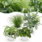 Green boutiQ - Zimmerpflanze - Chlorophytum - Cyperus - Phlebodium - Marantha - 4er-Set - Haustierfreundliche Pflanzen - Grün - 4 Pflanzen - mit weißem Übertopf - Topf 12cm - Höhe 25cm