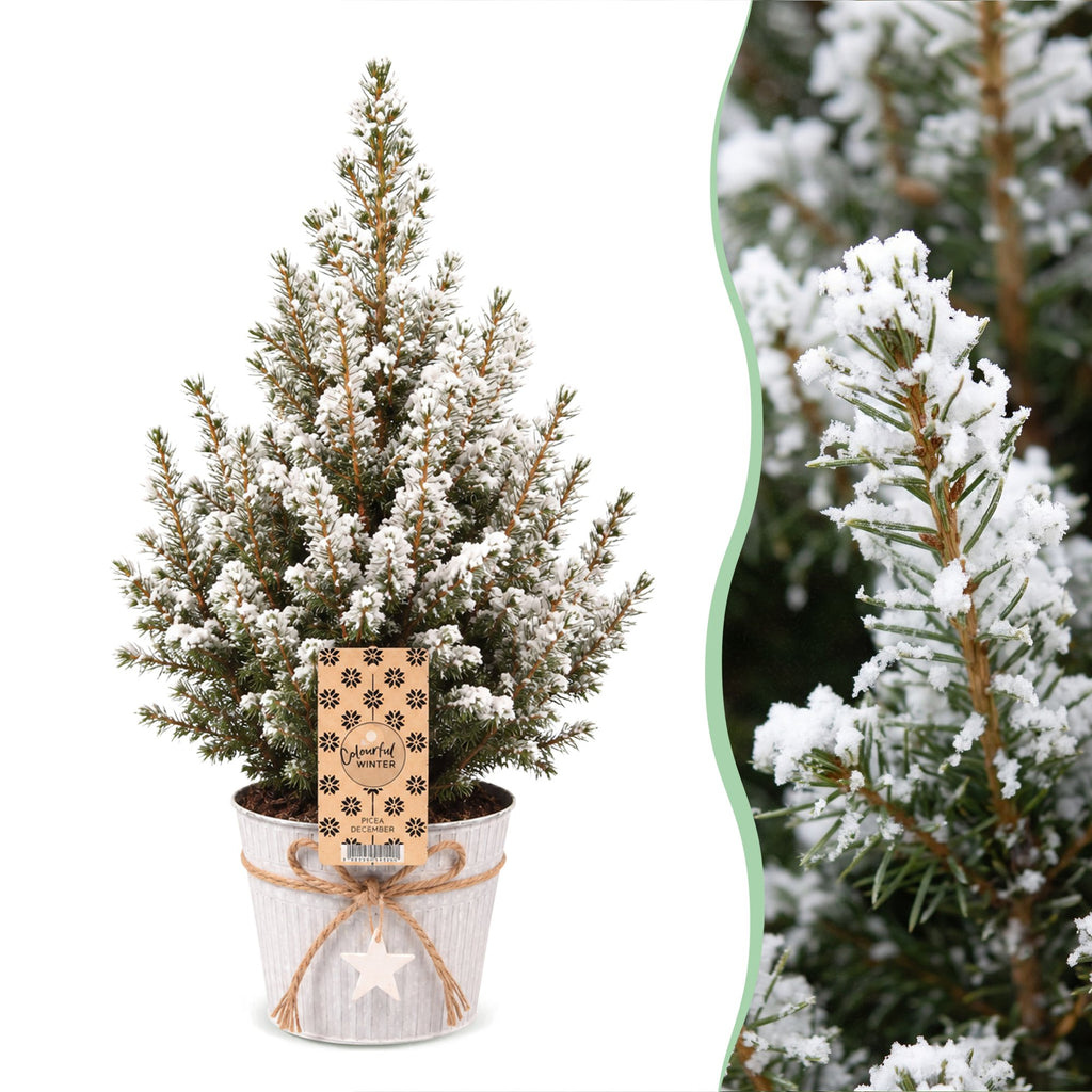 4x Picea glauca Conica - Dwarf Alberta Spruce - Green - White - Christmas tree - incl. zinc pot - Ø17cm - ↕65cm