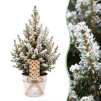 4x Picea glauca Conica - Dwarf Alberta Spruce - Green - White - Christmas tree - incl. zinc pot - Ø17cm - ↕65cm